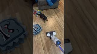 Precious Dog's Startled Reaction to Vacuum Cleaner