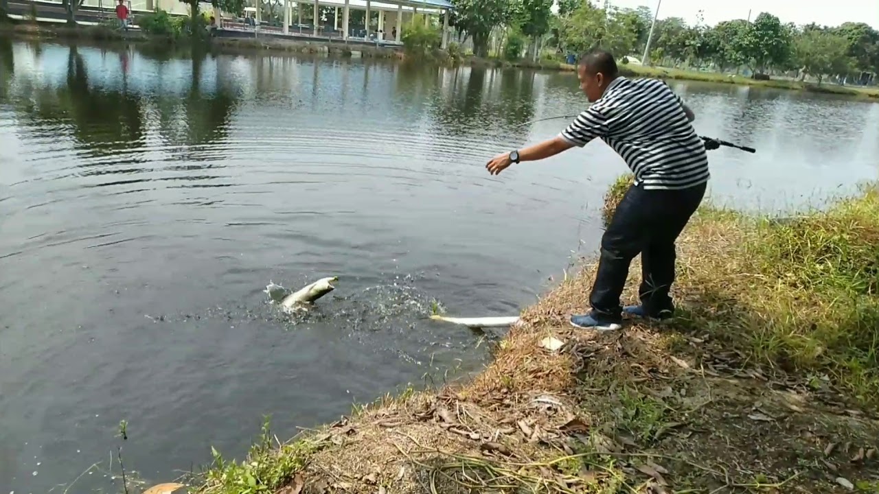 Casting Ikan Arwana Silver di Riau