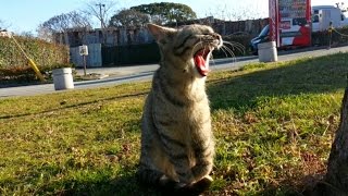【地域猫】脚の障害もへっちゃら。あの豪華猫ハウスの猫ちゃん、ハウス前の芝生で大暴れ【野良猫】