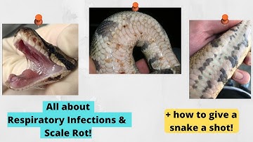 All about RIs & Scale Rot! | How to Give a Snake a Shot
