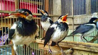 Tips mencegah stres dan macet bunyi pada burung jalak suren