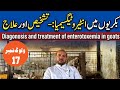 Bakriyon Mein Enterotoxemia :- Tashkhees Aur Ilaj۔Diagonosis and treatment of enterotoxemia in goats