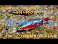 【小型カラシン】カージナルテトラをゆっくり解説（熱帯魚百科＃0001）