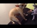 Porn star dog- Nilo,the porn star chihuahua