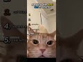 Ranking the Best Cat moments!