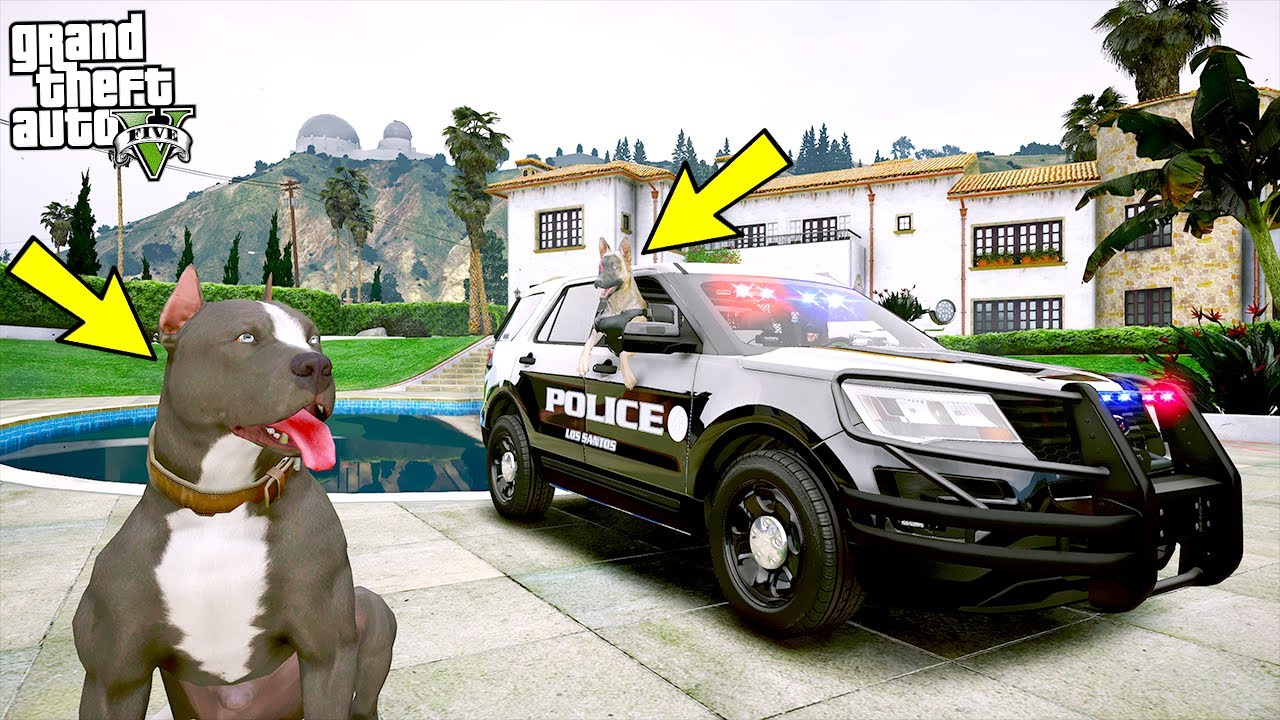 SİVAS KANGALI EJDER YAVRU PİTBULL'A ARABA SÜRMEYİ ÖĞRETİYOR! - GTA 5