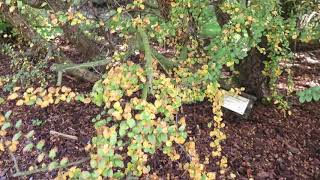 Nothofagus antarctica pabuk jižní