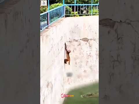 Animals that narrowly escaped death