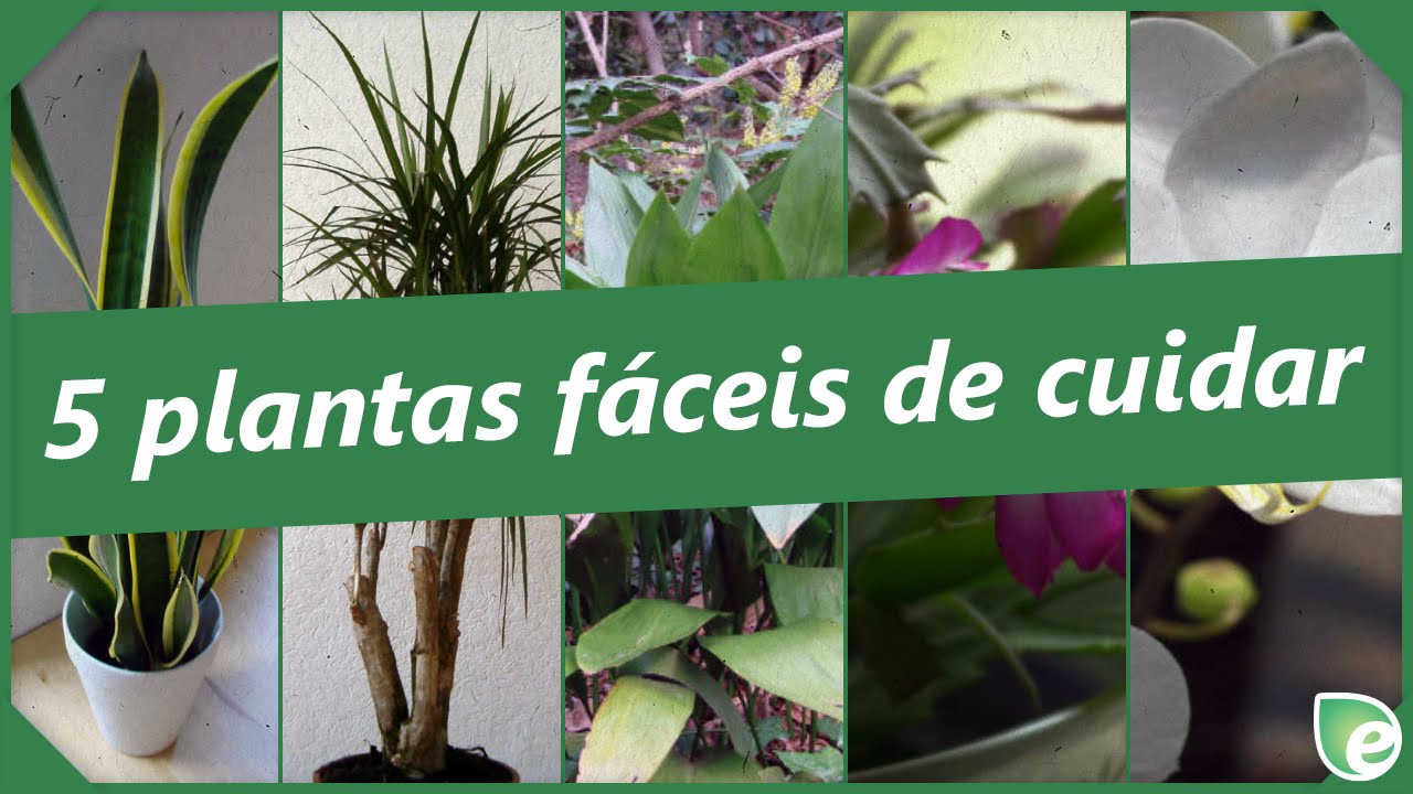 5 plantas fáceis de cuidar