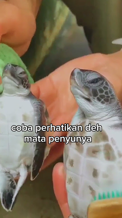 Lucu Bangat! Expresi Muka Penyu