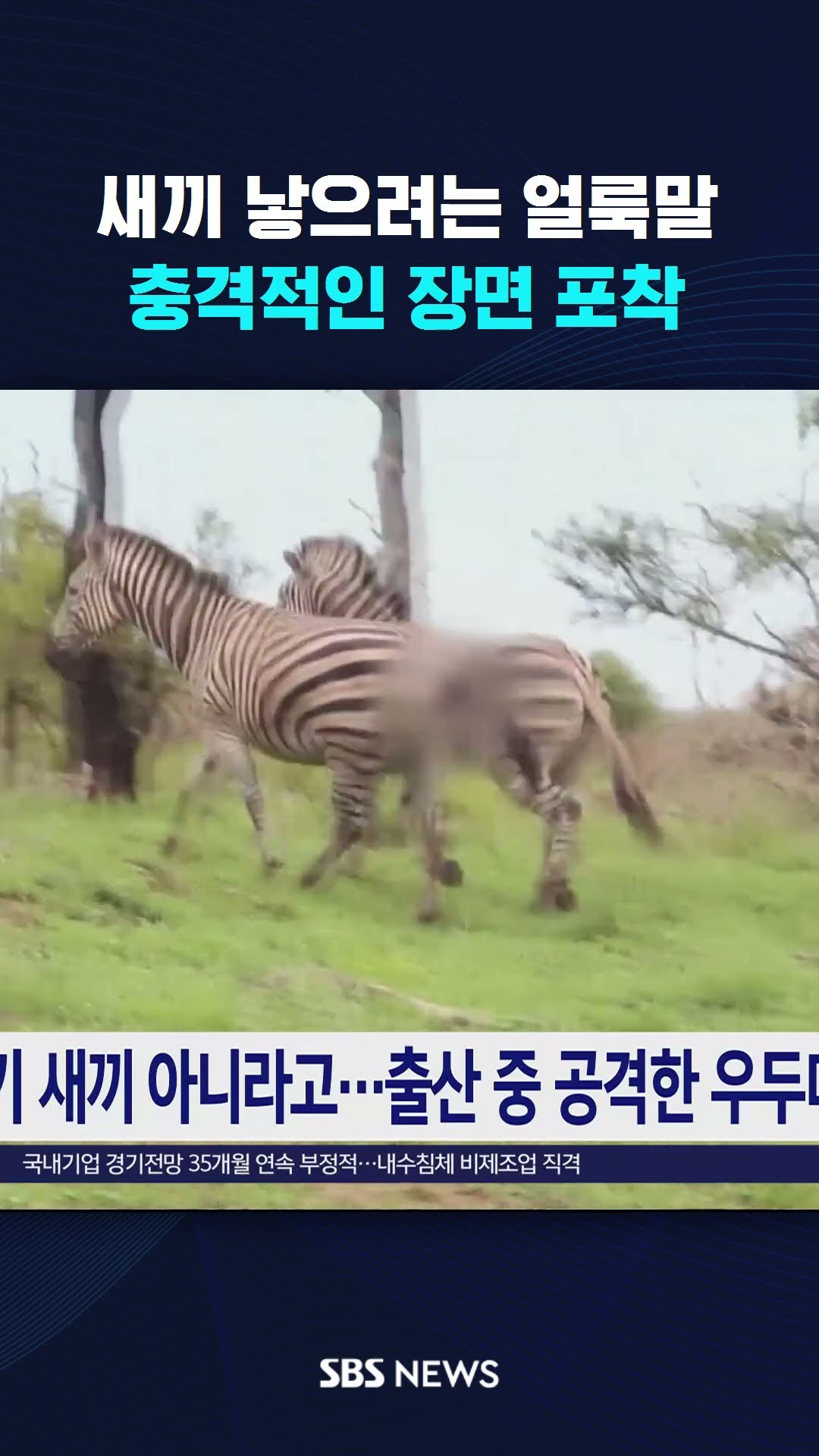 새끼 낳으려는 얼룩말…충격적인 장면 포착 #shorts