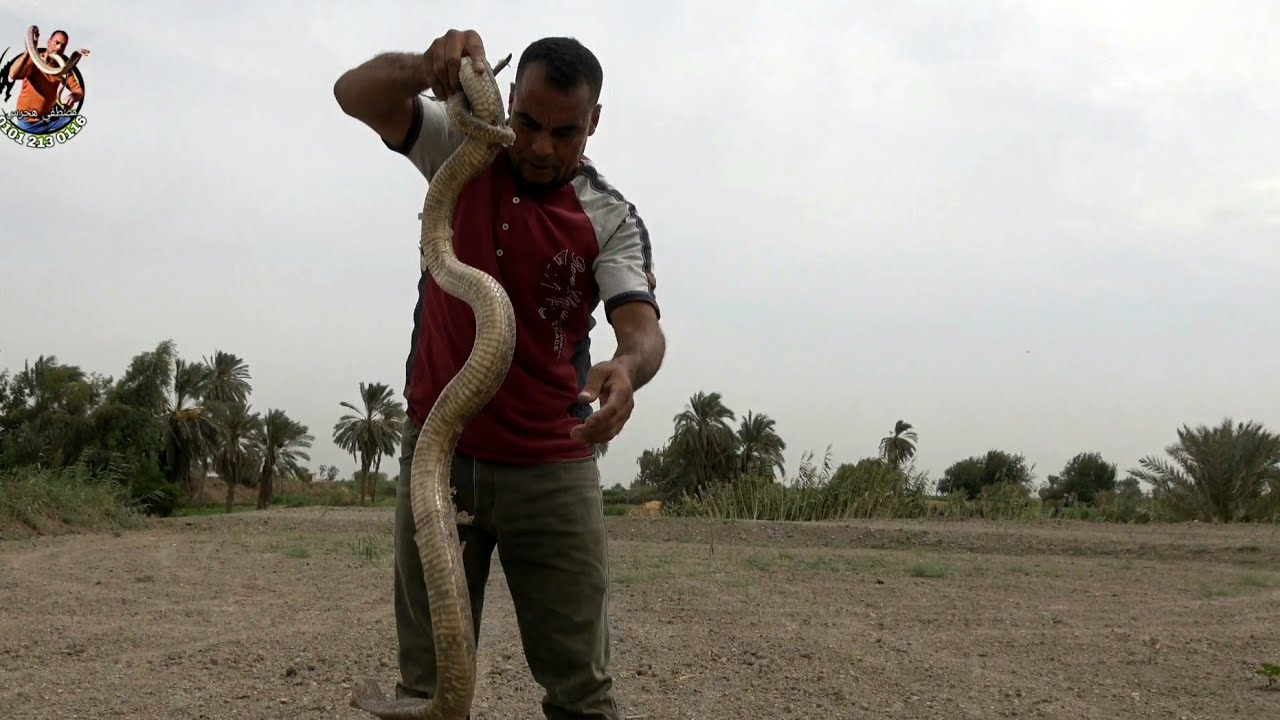 صيد اضخم واشرس كوبرا في هذا العام مع مصطفي هجرس