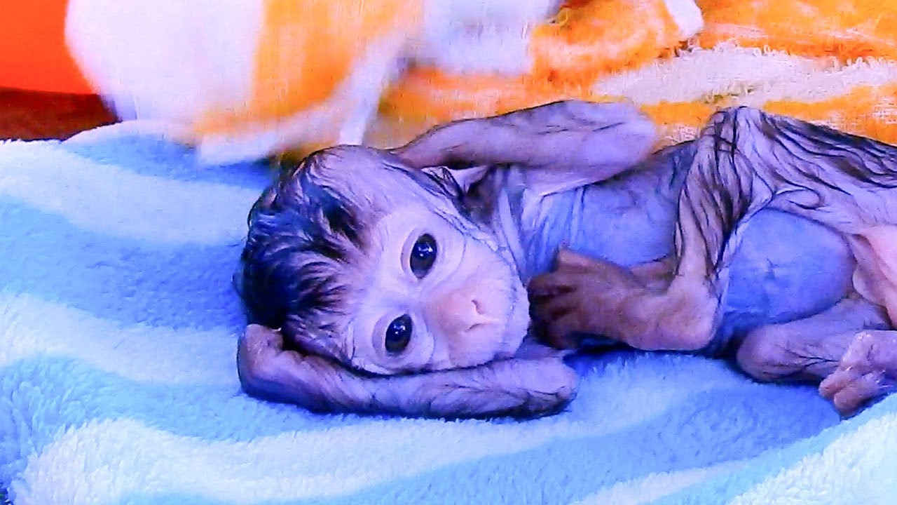 Look at Baby monkey LivLiv after taking a bath |Animals MT|