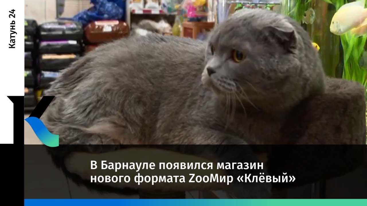 Звери барнаул 2024. Животные купить Барнаул.