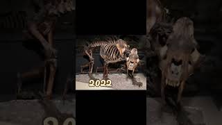 2022 of saber tooth tiger  and 6000 bce ofsaber tooth tiger 👉😱#shorts #trendingshorts #foryou #viral screenshot 1