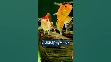 После этого эксперимента ученые по-другому взглянули на золотых рыбок