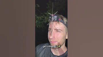 شاب يغامر بلمس كل حيوان يصادفه فكانت المفاجأة في أعماق الغابة اكسبلور ترند 