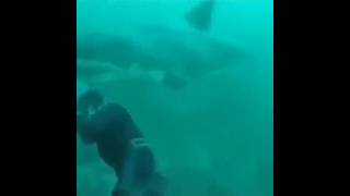 Scary encounter between a diver and shark in bad visibility conditions 😳