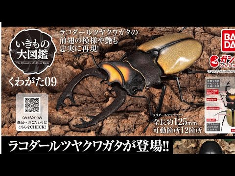 いきもの大図鑑　まとめ　カブト・クワガタ いきもの大図鑑 くわがた09｜いきもの大図鑑｜ガシャポン