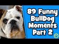 The funniest english bulldogs of 2019 weekly compilation  doggowner