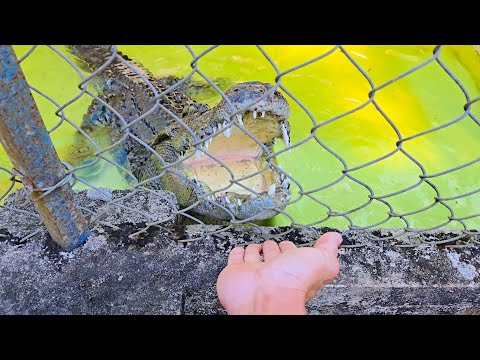 Cá sấu vui tính thích trêu đùa chủ - Thăm lại cá sấu 2026 (🐢)