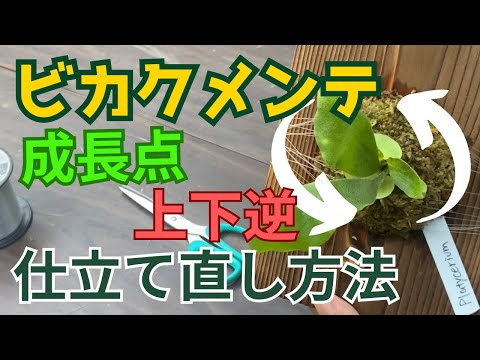 ビカクシダメンテナンス】成長点を上下逆に付けてしまったビカクシダを