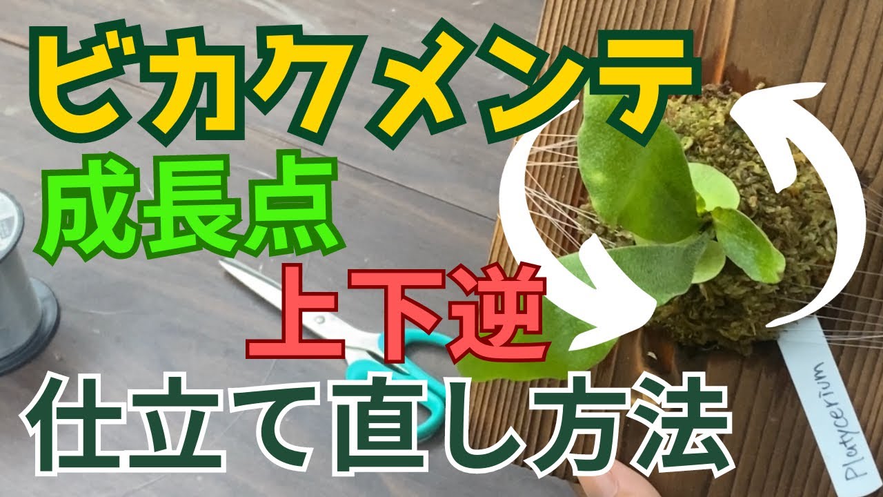 ビカクシダメンテナンス】成長点を上下逆に付けてしまったビカクシダを