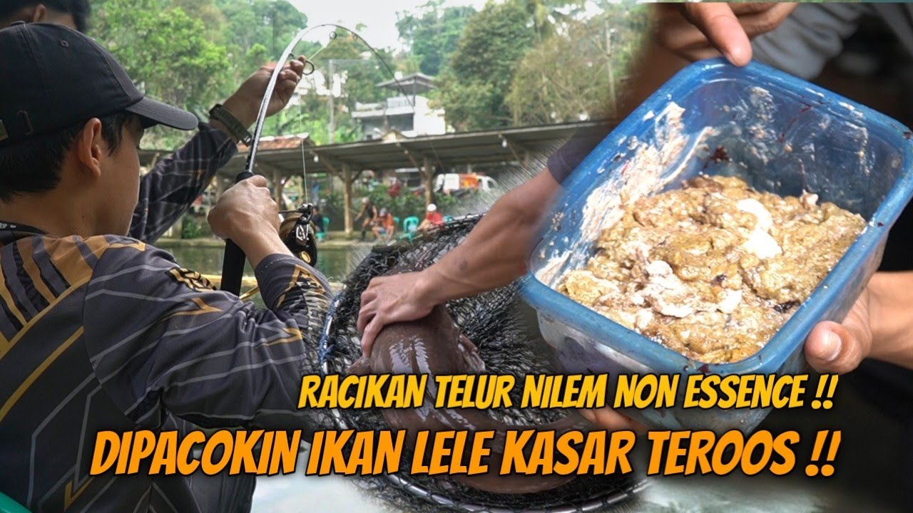 NYOBAIN UMPAN SULTAN TELOR NILEM !! AMISNYA MEMIKAT INDUK JORAN SAMPE NUNDUK !!
