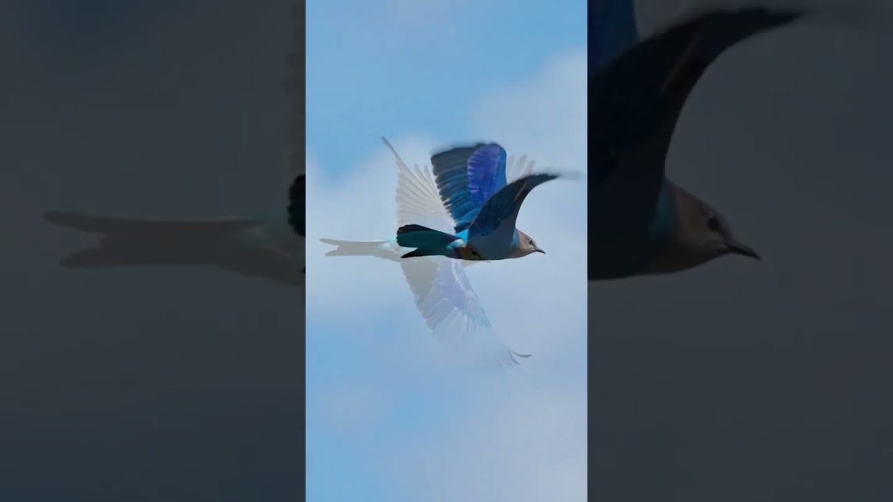 Sunny lax - blue bird (2026 bootleg)