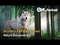 Grimms forest the nature of fairy tales  full documentary