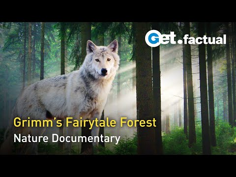 grimms-forest-the-nature-of-fairy-tales
