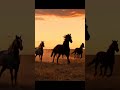 #aiart #veo3 #horse
