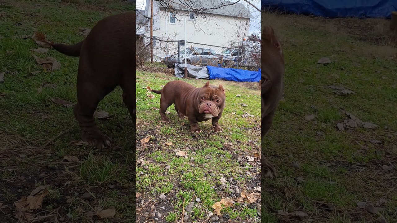 MICRO MONSTER AMERICAN BULLY Exotic bully micro exotic bully american exotic bully