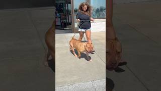 PET SUPPLIES PLUS TRIP #americanbully #dogsofyoutube