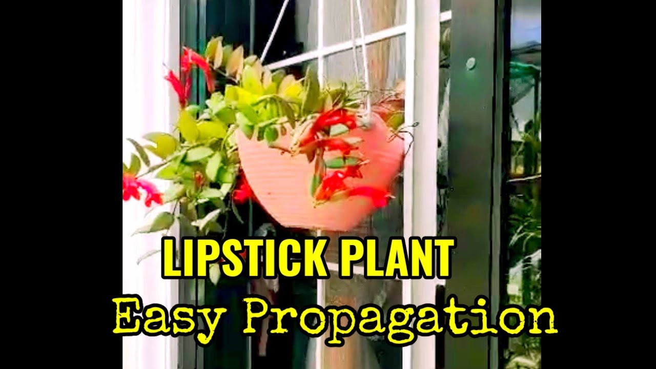 Red Lipstick Plant PropagationEasy PropagationLipstick Plant Care