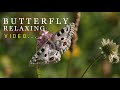 Beautiful Butterfly Relaxing Video + Piano Relaxing Music