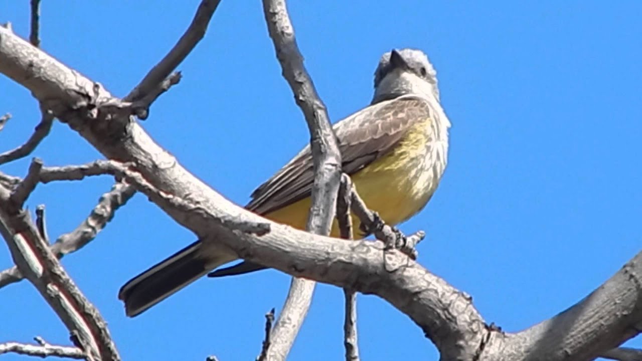 Western Kingbird 