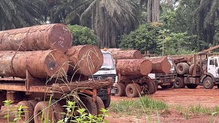 4. Congo-Brazzaville : derrière les routes de l'impossible, l'exploitation de la forêt tropicale