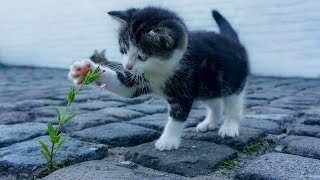 baby animals 79 cat say i love you to owner #cutecats #funnycats