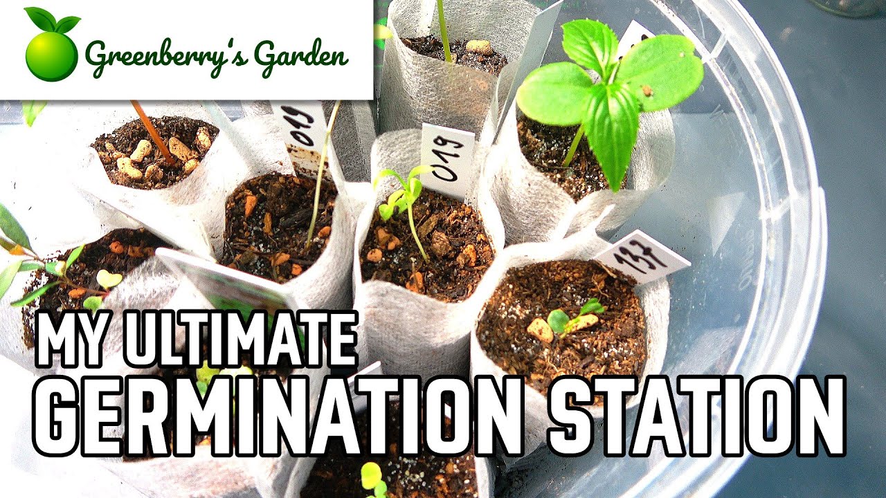 My Ultimate Germination Station YouTube