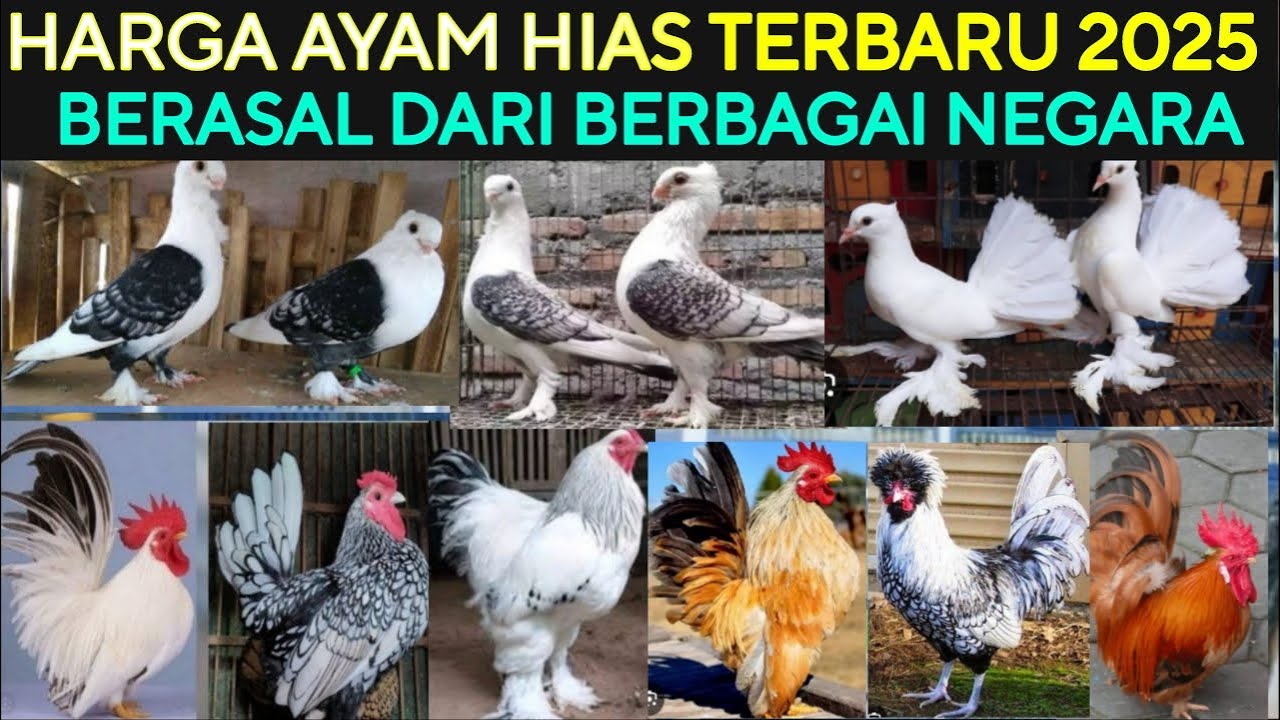 🌟HARGA AYAM HIAS MERPATI HIAS TERBARU 2025 DI PASAR BURUNG PRAMUKA HARI INI