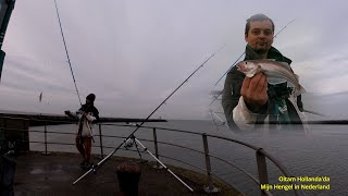 Mezgit Avı Hollanda Scheveningen Wijting Vissen