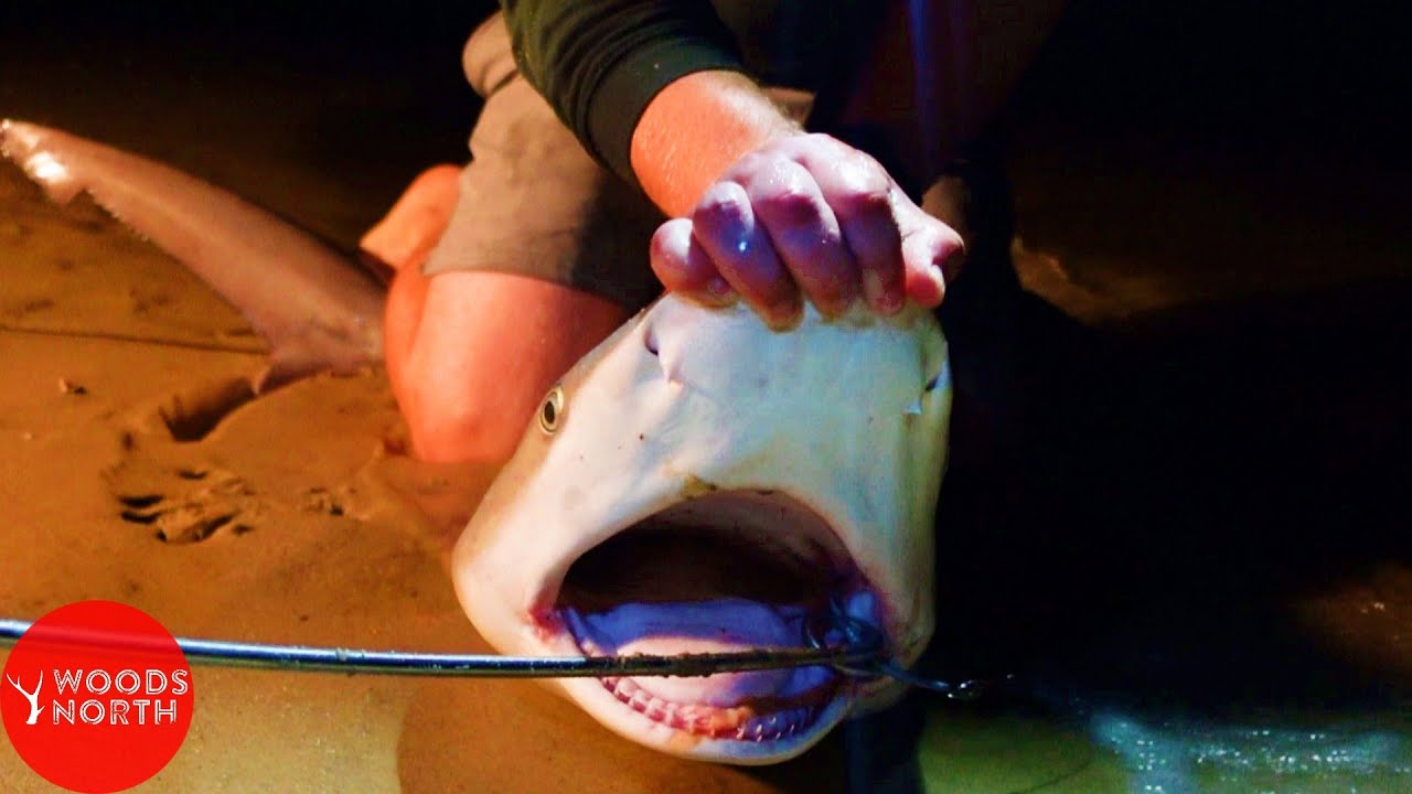 Surf Fishing For Sharks | Cape Cod, Massachusetts