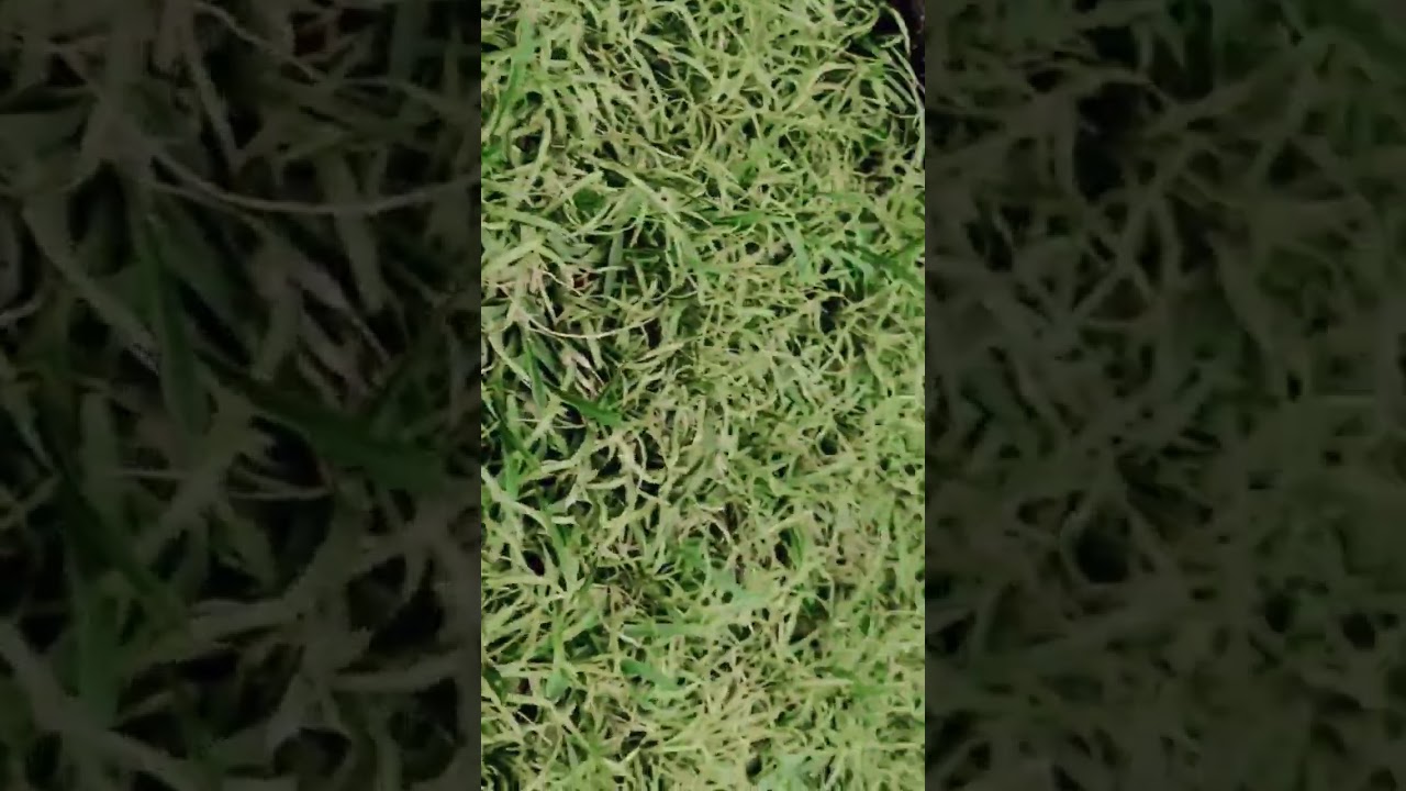 green grass background