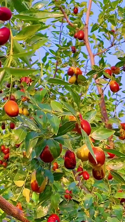 Jujube asian date fruit #jujubee #fruits