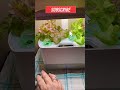 💦AEROGARDEN Harvest water refilling💦aerogarden harvest youtube shorts✨craftroom aerogarden tour