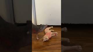 Poor Christopher😭 #schleich #schleichwolf #schleichdog