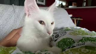 Ulu Ugur by Ana Tanriça & CadiKedisi Turkish Angora 442 views 2 years ago 2 minutes, 29 seconds