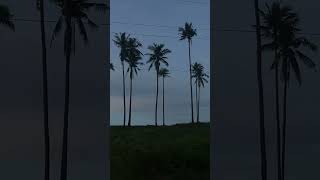 The Coconut Paradise At Sunset relaxing nature 2025
