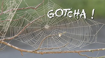 How to audit every DDL command executed on the database